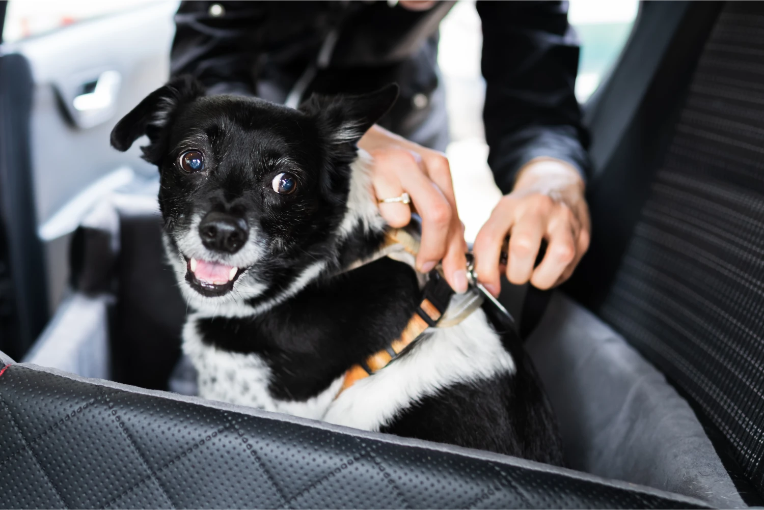 Ford EcoSport Dog Safety Belt for St. Bernards