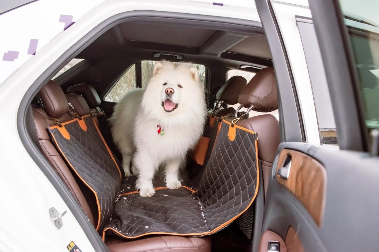 Jeep Compass back seat cover for Chihuahuas