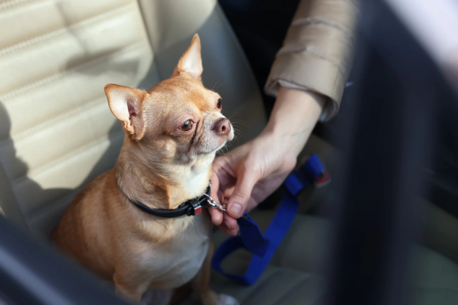 Jeep Compass back seat cover for Chihuahuas